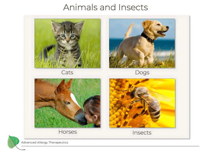 animal and insect allergy